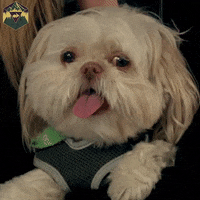 hyperrpg reaction happy cute dog GIF