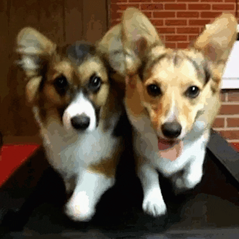 Relaxed Dogs GIF by Just Russel