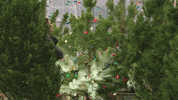 Aimee Teegarden Christmas GIF by Hallmark Mystery