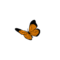 fly butterfly volar mariposa gisellealbornoz Sticker