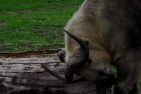Takin GIF by Valley Zoo Development Society