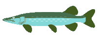 Big Fish Sticker by Minnesota Lottery