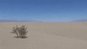 Dance Dancing GIF by Sam Gendel