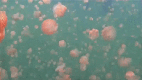 OceanaOrg giphygifmaker pink jellyfish marine life GIF