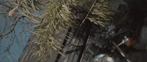 Life On Earth GIF by Hurray For The Riff Raff