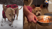Dog GIF by The Dodo