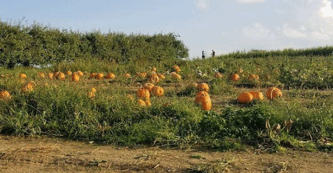 pumpkins pumpkinpatch GIF