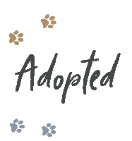 Ncc Sticker by New Collar Collective