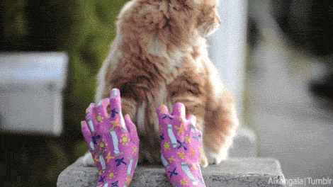 cat pink GIF