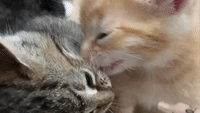 ASMR Baby Kittens Eating