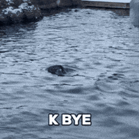 See You Seal GIF by Valley Zoo Development Society