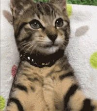 cats human sending GIF