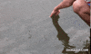 like a boss swimming GIF