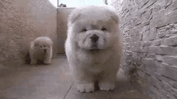 jealousy GIF