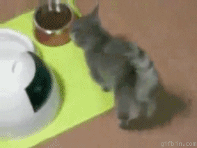 Video gif. Small gray kitten looks into a good dish and then up at its owner. The cat stands on its back legs and moves its paws up and down to beg.