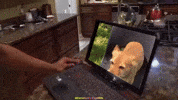 Crashout GIF