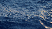 GIF by Niceland Seafood