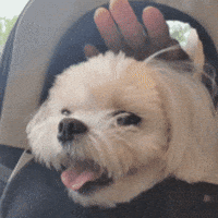 Puppy GIF