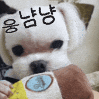 Puppy GIF