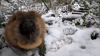Busy Beavers Nibble on Branches in Snow-Covered Enclosure at Oregon Zoo