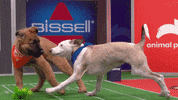 Animal Planet GIF by Puppy Bowl