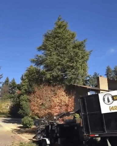me3dia giphyupload cedar tree pollen cedar pollen GIF