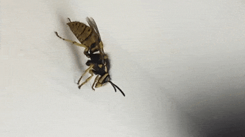 wasp GIF