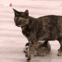 Aaaa Ne GIF by TRT