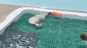 Seal Pup Practices Swimming in Zoo's Pool