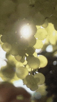 Perth Homes GIF by Shelford