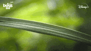 National Geographic Bug GIF by Nat Geo Wild