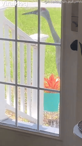 Persistent Sandhill Crane Comes Knocking