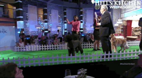hells kitchen GIF by Fox TV