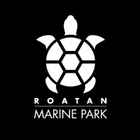 Rmp GIF by Roatan Marine Park