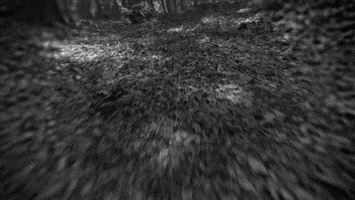 black and white forest GIF