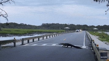 Alligator Uses Crosswalk at South Carolina Park