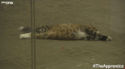 season 10 cat GIF by BBC