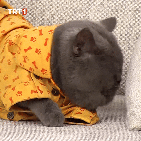 Cat GIF by TRT