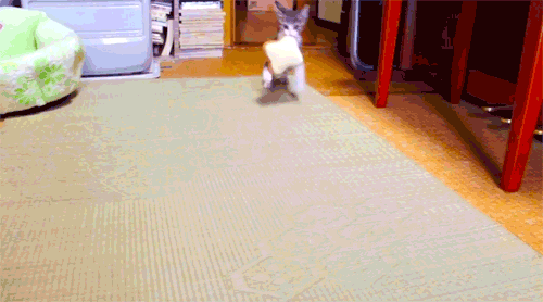 cat thief GIF