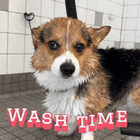 Corgi GIF