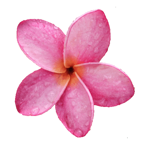 heritagebelize giphyupload flower magnolia belize Sticker