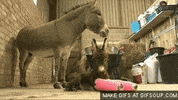 baby donkey GIF