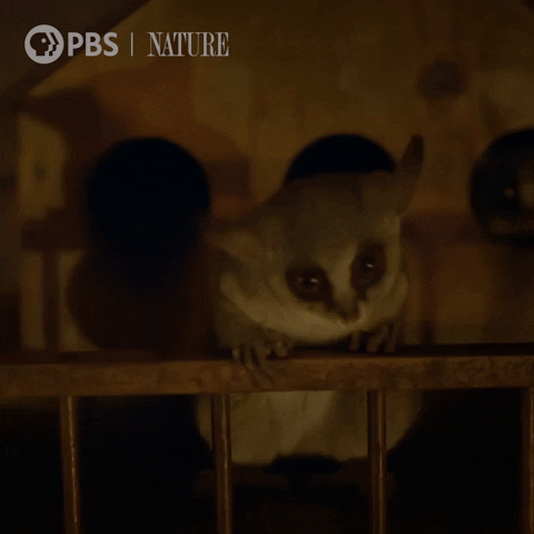 Bushbaby GIF by Nature on PBS
