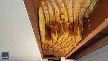 Hive Housing 60,000 Bees Removed From Brisbane Home's Ceiling