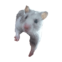 hamster STICKER by imoji