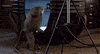 jeff goldblum GIF by foxhorror