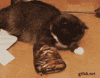 slipper GIF