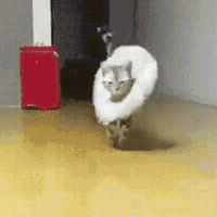 catwalk GIF