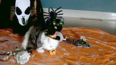 Cat Halloween GIF