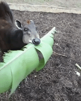 Yellow-Backed Duiker Munches on Crunchy Leaf in San Antonio